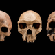 Illustration for article titled Ancient humans were just having sex with everyone